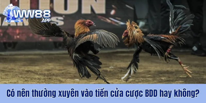 BDD Là Gì? Trường Hợp Nên Đặt Cược Vào Cửa BDD 4 BDD Là Gì WW88