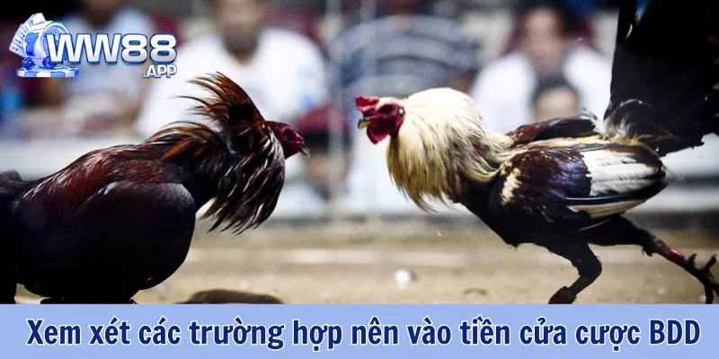 BDD Là Gì? Trường Hợp Nên Đặt Cược Vào Cửa BDD 5 BDD Là Gì WW88