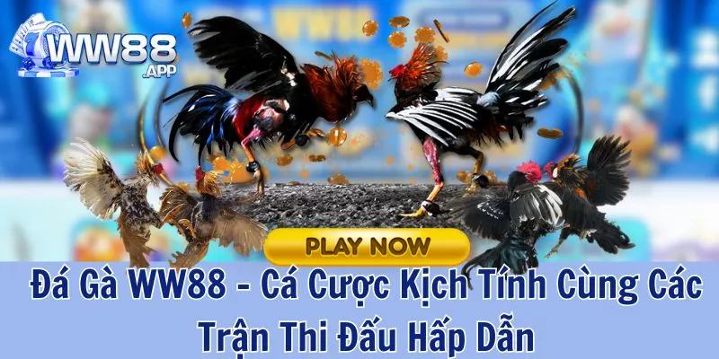Đá Gà WW88 - Cá Cược Kịch Tính Cùng Trận Thi Đấu Hấp Dẫn 1 Tham gia cá cược tại sảnh đá gà WW88 để có trải nghiệm giải trí hấp dẫn