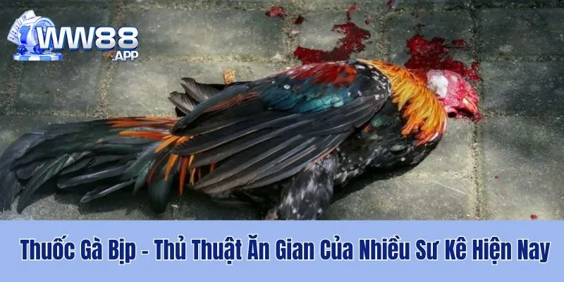 Thuốc Gà Bịp - Thủ Thuật Ăn Gian Của Nhiều Sư Kê Hiện Nay 1 Thông tin về việc sử dụng thủ thuật ăn gian thuốc gà bịp hiện nay