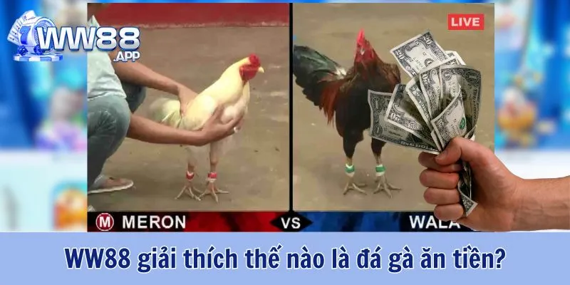 Soi Kèo Đá Gà Ăn Tiền Hiệu Quả Cùng WW88 2 Đá Gà Ăn Tiền WW88