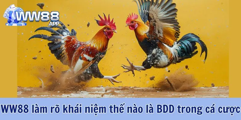 BDD Là Gì? Trường Hợp Nên Đặt Cược Vào Cửa BDD 2 BDD Là Gì WW88