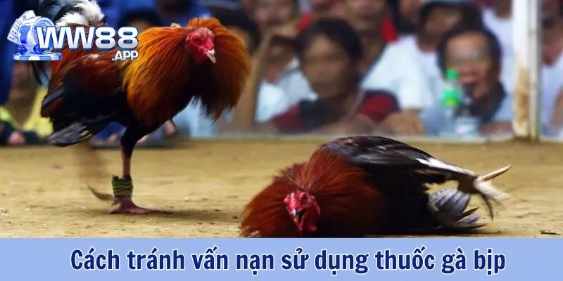 Thuốc Gà Bịp - Thủ Thuật Ăn Gian Của Nhiều Sư Kê Hiện Nay 6 Thuốc Gà Bịp WW88