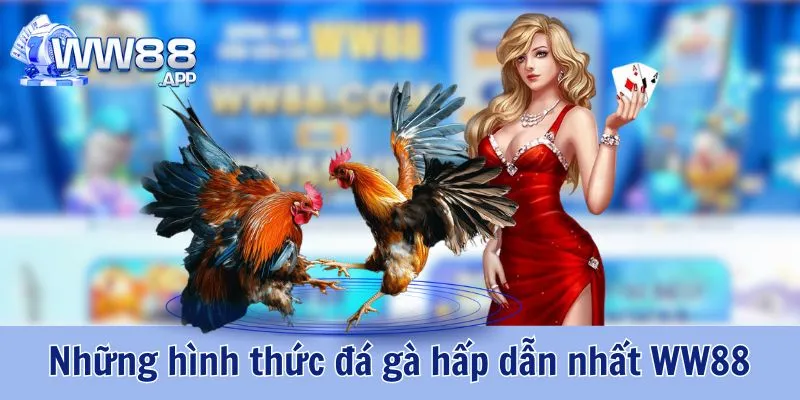 Đá Gà WW88 - Cá Cược Kịch Tính Cùng Trận Thi Đấu Hấp Dẫn 3 Đá Gà WW88