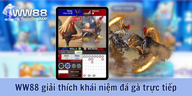 Đá Gà WW88 - Cá Cược Kịch Tính Cùng Trận Thi Đấu Hấp Dẫn 2 Đá Gà WW88
