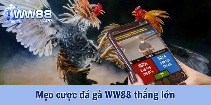 Đá Gà WW88 - Cá Cược Kịch Tính Cùng Trận Thi Đấu Hấp Dẫn 5 Đá Gà WW88