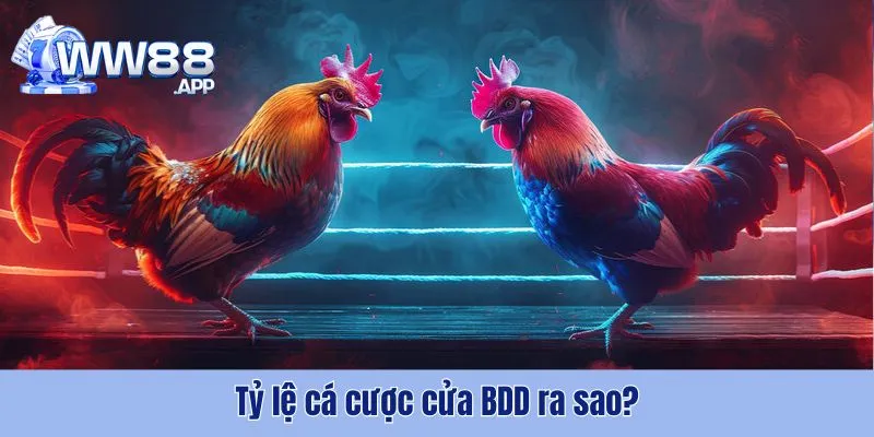 BDD Là Gì? Trường Hợp Nên Đặt Cược Vào Cửa BDD 3 BDD Là Gì WW88
